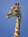 Giraffe, Male Portrait, Etosha National Park, Namibia
