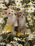 Domestic Cat, 8-Week, Burmese-Cross Kittens Among Ox-Eye Daisies and Buttercups
