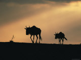 Two Wildebeest, at Sunset, Kenya