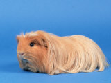Buff American Crested Coronet Guinea Pig