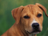 Pit Bull Terrier Puppy Portrait