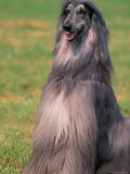 Grey Afghan Hound Sitting