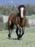 Wild Horse, Bay Stallion Cantering Portrait, Pryor Mountains, Montana, USA