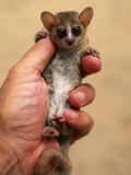 Russet Mouse Lemur, Held in Hand to Show Small Size, Kirindy, Madagascar