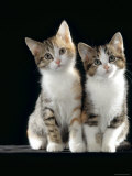 Domestic Cat, Two 8-Week Tabby Tortoiseshell and White Kittens