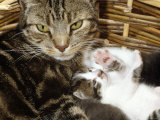 Domestic Cat, 2-Week Tabby and White Kitten Plays with Her Mother's Whiskers in Basket