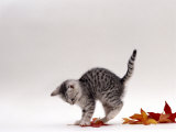 Domestic Cat, 9-Week, Silver Tabby Kitten Playing with Leaves