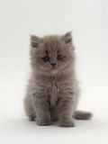 Domestic Cat, 7-Week, Male Blue Longhair Persian Kittens