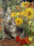 10-Week, Short-Haired Ticked Tabby Kittens with Nasturtiums, Montbretia and Yellow Daisies