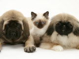 Pekingese and English Mastiff Puppies with Birman-Cross Kitten