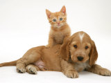 Ginger Kitten Climbing Ontop of Golden Cocker Spaniel Puppy