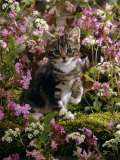 Domestic Cat, 8-Week, Tabby Among Red Campion and Hedge Parsley