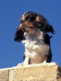 King Charles Cavalier Spaniel Adult Portrait on Wall