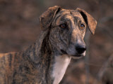 Magyar Agar / Hungarian Greyhound