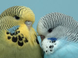 Buy Budgerigar Pair Courting at AllPosters.com