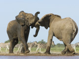 African Elephant, Bulls Fighting at Waterhole, Zebra in Background, Etosha National Park, Namibia