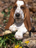 Basset Hound Puppy, USA