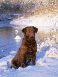 Chesapeake Bay Retriever Sitting in Snow by River, Illinois, USA
