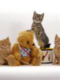 Domestic Cat, Two Ginger Kittens and a Tabby with Ginger Teddy Bear