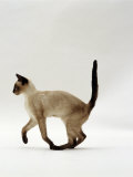 Domestic Cat, Seal Point Siamese Juvenile Running Profile