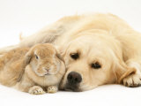 Buy Sandy Lop Rabbit Resting with Golden Retriever Bitch at AllPosters.com