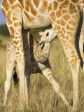 Reticulated Giraffe, Suckling Young, Laikipia, Kenya