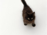 Domestic Cat, Black Fluffy Kitten Looking Up, Viewed from Above