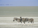 Three Common Zebra, on the Etosha Pan, Etosha National Park, Namibia