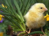 Domestic Chicken, Baby Chick, USA
