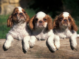 Three King Charles Cavalier Spaniel Puppies on Log