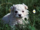 Maltese Puppy Sitting in Grass Near a Daisy