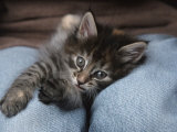 Norwegian Forest Kitten in Basket