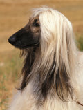 Afghan Hound Profile