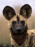 African Wild Dog, Portrait, South Africa