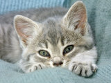 Buy Domestic Cat, Blue Tabby Kitten at AllPosters.com