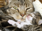 Domestic Cat, Tabby Mother and Her Sleeping 2-Week Kitten