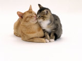Domestic Cat Father, Red Male with His Agouti Tabby Male Kitten