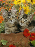 10-Week, Short-Haired Ticked Tabby Kittens with Nasturtiums, Montbretia and Yellow Daisies