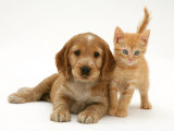 Golden Cocker Spaniel Puppy with British Shorthair Red Tabby Kitten