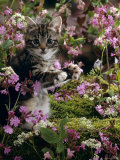 Domestic Cat, 8-Week, Tabby Among Red Campion and Hedge Parsley