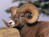 Rocky Mountain Bighorn Sheep, Ram, Jasper National Park, Alberta, USA