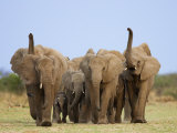 African Elephants, Using Trunks to Scent for Danger, Etosha National Park, Namibia