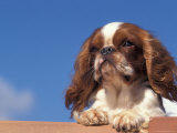 King Charles Cavalier Spaniel Adult Portrait