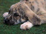 Spanish Mastiff Puppy Lying Down