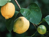 Buy Lemons on Tree at AllPosters.com