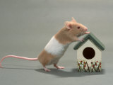Domestic Mouse