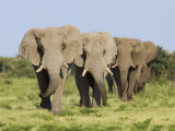 African Elephant, Bulls Walking in Line, Etosha National Park, Namibia