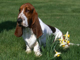 Basset Hound, USA