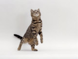 Domestic Cat, Brown Spotted Tabby Reaching Up