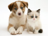 Blue-Eyed Red Merle Border Collie Puppy with Birman-Cross Kitten, Blue Eyes Premium Poster